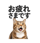 【デカ文字BIG】キジトラ猫❤基本の会話（個別スタンプ：1）