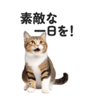 【デカ文字BIG】キジトラ猫❤基本の会話（個別スタンプ：6）