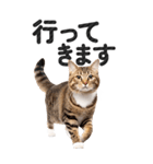 【デカ文字BIG】キジトラ猫❤基本の会話（個別スタンプ：9）