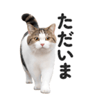 【デカ文字BIG】キジトラ猫❤基本の会話（個別スタンプ：11）