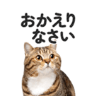 【デカ文字BIG】キジトラ猫❤基本の会話（個別スタンプ：12）