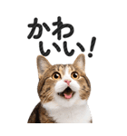 【デカ文字BIG】キジトラ猫❤基本の会話（個別スタンプ：13）