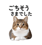 【デカ文字BIG】キジトラ猫❤基本の会話（個別スタンプ：16）