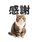 【デカ文字BIG】キジトラ猫❤基本の会話（個別スタンプ：19）