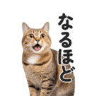 【デカ文字BIG】キジトラ猫❤基本の会話（個別スタンプ：20）