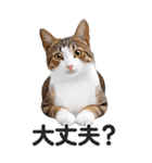 【デカ文字BIG】キジトラ猫❤基本の会話（個別スタンプ：26）