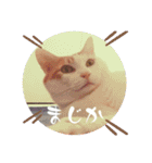 猫からあなたへのスタンプ（個別スタンプ：5）