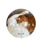 猫からあなたへのスタンプ（個別スタンプ：6）