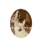 猫からあなたへのスタンプ（個別スタンプ：7）