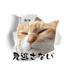 猫からあなたへのスタンプ（個別スタンプ：8）