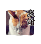 猫からあなたへのスタンプ（個別スタンプ：10）