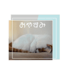 猫からあなたへのスタンプ（個別スタンプ：12）