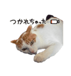 猫からあなたへのスタンプ（個別スタンプ：15）