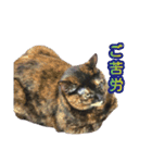 サビ猫さだこ（個別スタンプ：8）