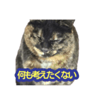 サビ猫さだこ（個別スタンプ：10）