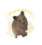 あんぱんのペットたち①（個別スタンプ：1）