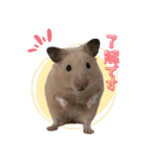 あんぱんのペットたち①（個別スタンプ：3）