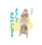あんぱんのペットたち①（個別スタンプ：16）