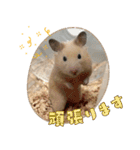 あんぱんのペットたち①（個別スタンプ：21）