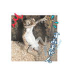 あんぱんのペットたち①（個別スタンプ：25）
