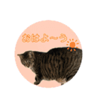 可愛い猫のマイケルくん（個別スタンプ：5）