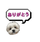 ちゃぴってみよう。つー（個別スタンプ：1）