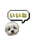 ちゃぴってみよう。つー（個別スタンプ：2）