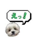 ちゃぴってみよう。つー（個別スタンプ：3）
