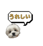 ちゃぴってみよう。つー（個別スタンプ：4）