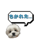 ちゃぴってみよう。つー（個別スタンプ：5）