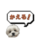 ちゃぴってみよう。つー（個別スタンプ：7）