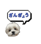 ちゃぴってみよう。つー（個別スタンプ：8）