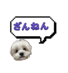 ちゃぴってみよう。つー（個別スタンプ：10）