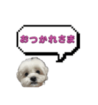 ちゃぴってみよう。つー（個別スタンプ：12）