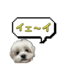 ちゃぴってみよう。つー（個別スタンプ：13）