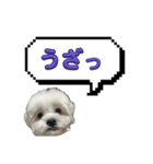 ちゃぴってみよう。つー（個別スタンプ：14）