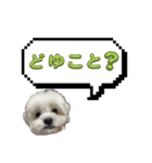 ちゃぴってみよう。つー（個別スタンプ：15）