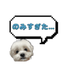 ちゃぴってみよう。つー（個別スタンプ：16）