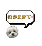 ちゃぴってみよう。つー（個別スタンプ：17）