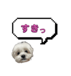 ちゃぴってみよう。つー（個別スタンプ：19）