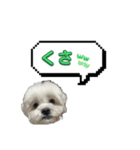 ちゃぴってみよう。つー（個別スタンプ：21）