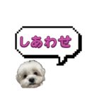 ちゃぴってみよう。つー（個別スタンプ：22）