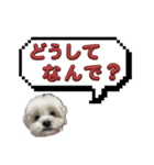 ちゃぴってみよう。つー（個別スタンプ：23）