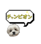 ちゃぴってみよう。つー（個別スタンプ：24）