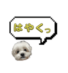 ちゃぴってみよう。つー（個別スタンプ：25）