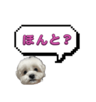 ちゃぴってみよう。つー（個別スタンプ：26）
