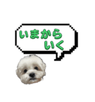 ちゃぴってみよう。つー（個別スタンプ：28）