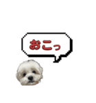 ちゃぴってみよう。つー（個別スタンプ：30）
