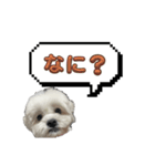 ちゃぴってみよう。つー（個別スタンプ：31）
