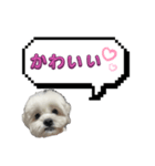 ちゃぴってみよう。つー（個別スタンプ：33）